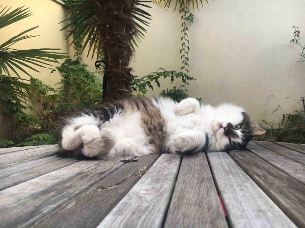 Nelson, son histoire et ses passions de chat